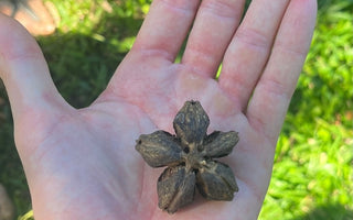 Sacha Inchi, The Amazon's Best Kept Protein Secret